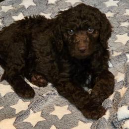 Dixie-lavender collar - Brown female Bernedoodle puppy in Aurora, Colorado from Simply Amazing Doodles