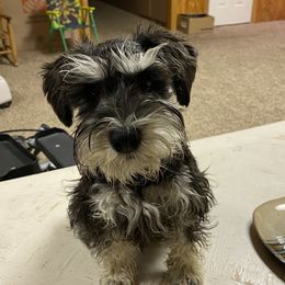 Ziva - Miniature Schnauzer
