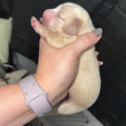 Orion Full AKC Male - Cream male Dachshund puppy in Erie, Michigan from Champagne’s Grinch Toe’d Dachshunds