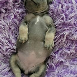 French Bulldogs from Lilith's French Bulldogs
