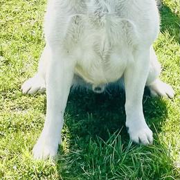 Chance - Labrador Retriever