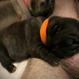 Orange - Brindle female French Bulldog puppy in Rochester, Washington from Frenchie Bulldog Kisses