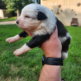 Boy 2 - Blue merle Miniature Australian Shepherd puppy in New London, Minnesota from TWO ACRE HILLS