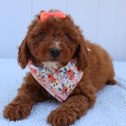 Honey - Red  female Goldendoodle puppy in Apopka, Florida from Rae Precious Puppies