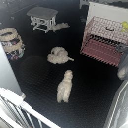 Bichon Frise Puppies from Tammy's Bichon Frise