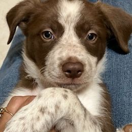 Border Collies from Abundant Victories