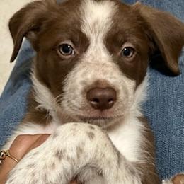 Border Collies from Abundant Victories