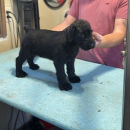 Boy 3 - Black male Giant Schnauzer puppy in Bois D’arc, Missouri from Down Low Kennels formerly LNL’s Giant Schnauzers and T9 Giants