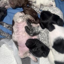 German Shorthaired Pointer Puppies from Red Hills GSPs