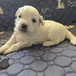 Olaf - White male Maltipoo puppy in Sahuarita, Arizona from Cowgirl's Legacy Maltipoos
