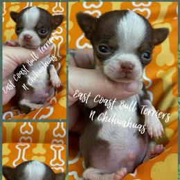 Sherlock - Chocolate and tan male Chihuahua puppy in Kannapolis, North Carolina from East Coast Bull Terriers N Chihuahuas