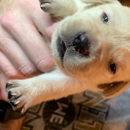 Labrador Retriever Puppies from Leesville Labradors