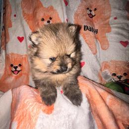 Milo - Orange sable male Pomeranian puppy in Zavalla, Texas from Precious Puff Poms