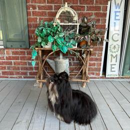 Jack - Lhasa Apso
