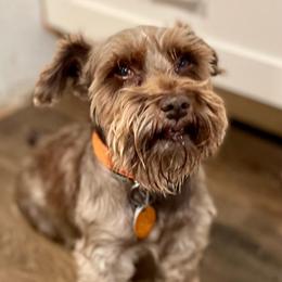 Oliver - Miniature Schnauzer