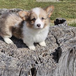 Joy - Sable merle and white female American Corgi puppy in Wichita, Kansas from Cow Creek Corgis