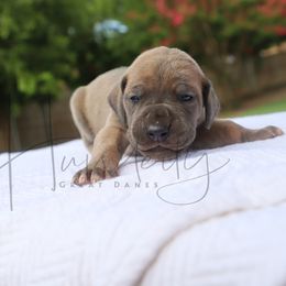 Onyx - Blue brindle male Great Dane puppy in Denison, Texas from Hundeity Great Danes