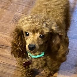 Scarlett - Cavalier King Charles Spaniel