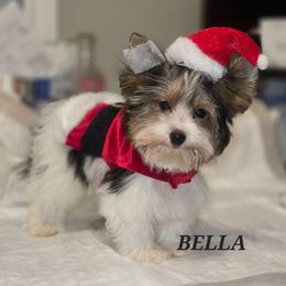 BELLA - Black tan and white female Biewer Terrier puppy in Modesto, California from Granny's yorkshire Terrier Modesto California