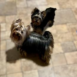 CH Lacie - Yorkshire Terrier