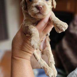 Black Male - Buff and white male Cockapoo puppy in Mocksville, North Carolina from Hunting Creek Farms
