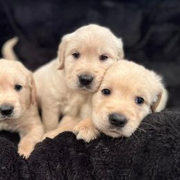 Golden Retriever Puppies from Renko Kennel