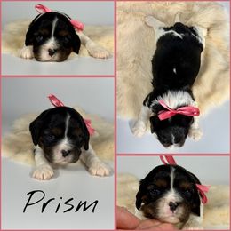 Prism - Tri-color female Cavalier King Charles Spaniel puppy in De Pere, Wisconsin from Rose Garden Kennels
