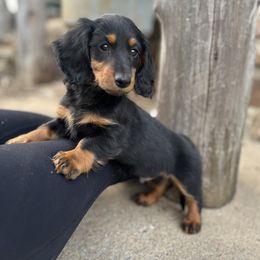 Dachshund Puppies from Champion Dachshunds