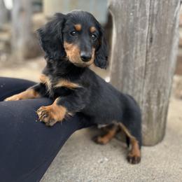 Dachshund Puppies from Champion Dachshunds
