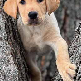 Labrador Retriever Puppies from Sycamore Kennels