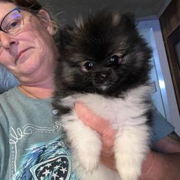 Cedar - Tri-colored female Pomeranian puppy in Zavalla, Texas from Precious Puff Poms