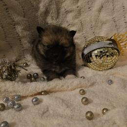 Ember - Chocolate female Pomsky puppy in Decatur, Illinois from Petite Pups