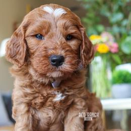 Bass - Red  male Goldendoodle puppy in Salado, Texas from Red Ranch Dogs