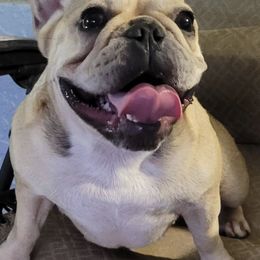 French Bulldogs from J's Kennel