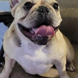 French Bulldogs from J's Kennel