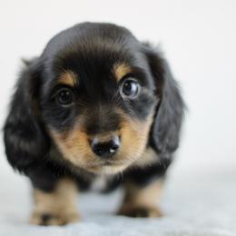 Odie - Black and cream male Dachshund puppy in Alto, Texas from Prima Dachshunds