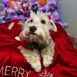 Bulma - Miniature Schnauzer