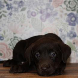 Haven - Chocolate female Labrador Retriever puppy in Morrilton, Arkansas from Ancient Dogges Performance Dogs