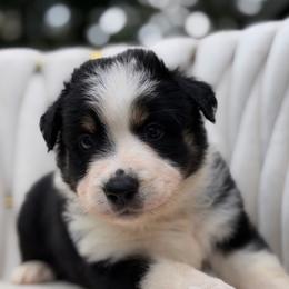 Texas - Black tri-color male Australian Shepherd puppy in Polk City, Florida from Skaky Shepherds
