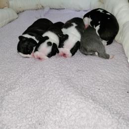 French Bulldog Puppies from Legends Frenchton's and French Bulldogs