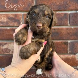 Eryn - Brown female Bernedoodle puppy in Owasso, Oklahoma from Kallams Bernedoodles & Bernese Mountain Dogs