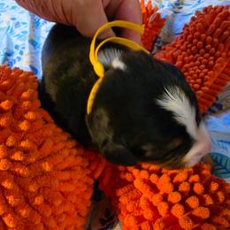Yellow - Black rust and white male Bernese Mountain Dog puppy in Auburn, Washington from MSM Bernese Mountain Dogs