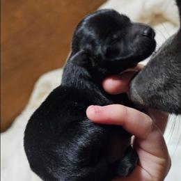 Moonstone - Black male Schipperke puppy in Randsburg, California from Light's Family Farm & Schipperke Ranch