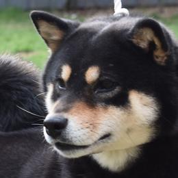 Nym - Shiba Inu