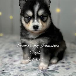 Clyde - Black and white male Pomsky puppy in Rossville, Georgia from Scenic City Pomskies