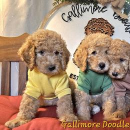 Goldendoodle Puppies from Gallimore Doodles