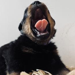 Rottweiler Puppies from Vom Arnold-Hause Rottweilers