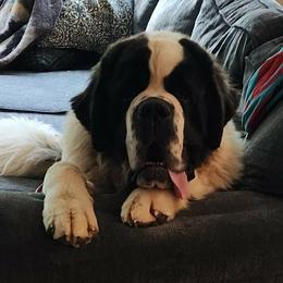Yukon - Saint Bernard