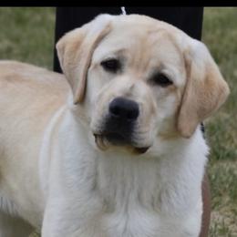 Ruby Rose - Labrador Retriever
