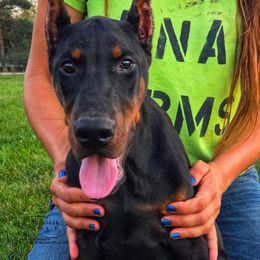Harry - Black and rust male Doberman Pinscher puppy in China Township, Michigan from Snell's Superior Kennel Dobermann & GSP